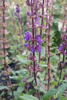 Salvia nemorosa 'Caradonna'